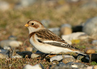 Snow Bunting Plectrophenax nivalis