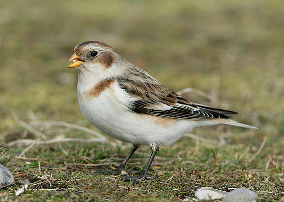 Snow Bunting Plectrophenax nivalis