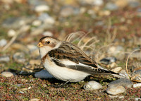 Snow Bunting Plectrophenax nivalis
