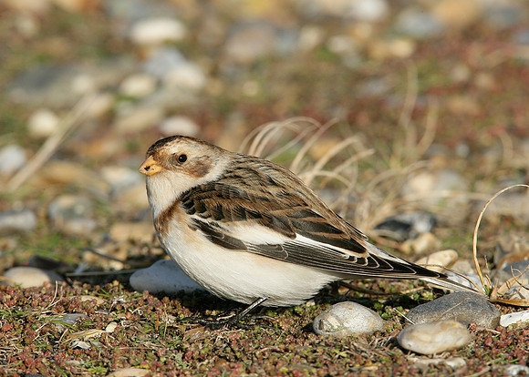 Snow Bunting Plectrophenax nivalis