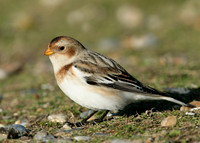 Snow Bunting Plectrophenax nivalis