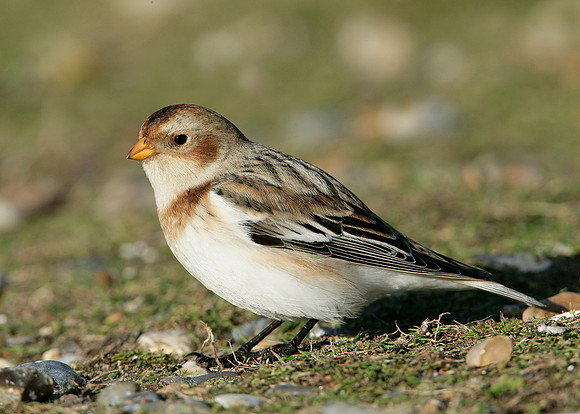 Snow Bunting Plectrophenax nivalis