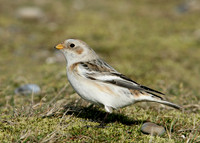 Snow Bunting Plectrophenax nivalis