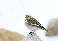 Snow Bunting Plectrophenax nivalis