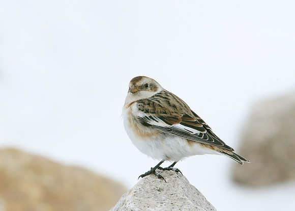 Snow Bunting Plectrophenax nivalis
