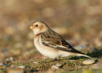 Snow Bunting Plectrophenax nivalis