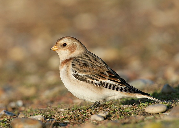 Snow Bunting Plectrophenax nivalis