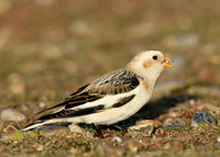 Snow Bunting Plectrophenax nivalis