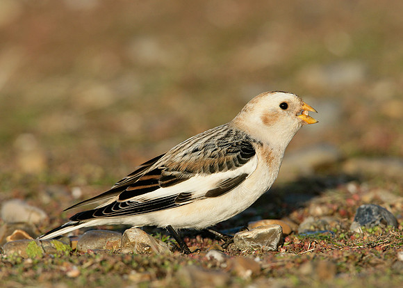 Snow Bunting Plectrophenax nivalis