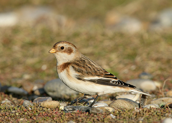 Snow Bunting Plectrophenax nivalis