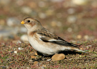 Snow Bunting Plectrophenax nivalis