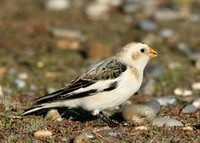 Snow Bunting Plectrophenax nivalis