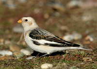 Snow Bunting Plectrophenax nivalis