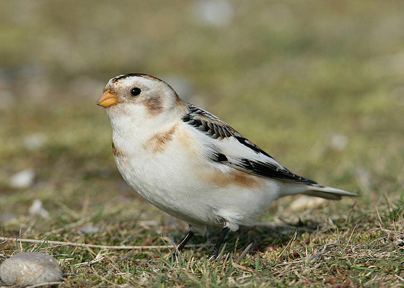 Snow Bunting Plectrophenax nivalis