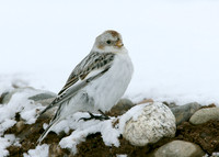 Snow Bunting Plectrophenax nivalis