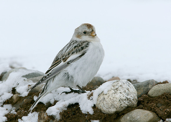 Snow Bunting Plectrophenax nivalis