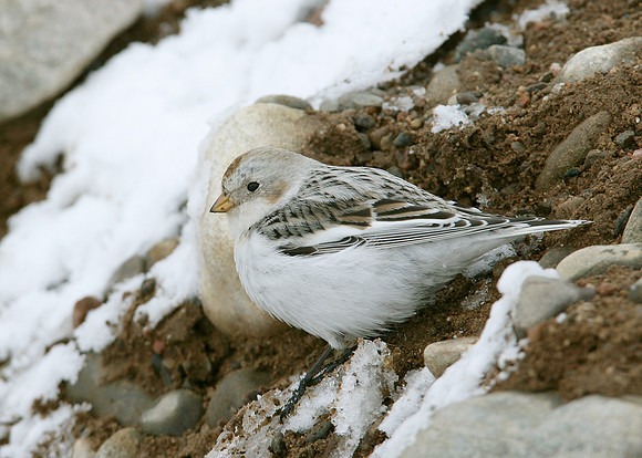 Snow Bunting Plectrophenax nivalis