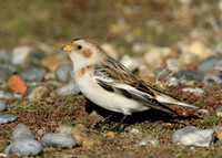 Snow Bunting Plectrophenax nivalis