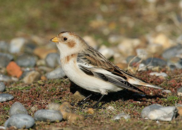 Snow Bunting Plectrophenax nivalis
