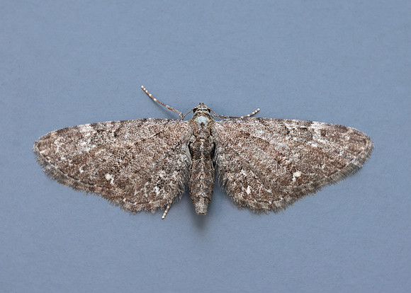 70.183 BF1834 Common Pug Eupithecia vulgata