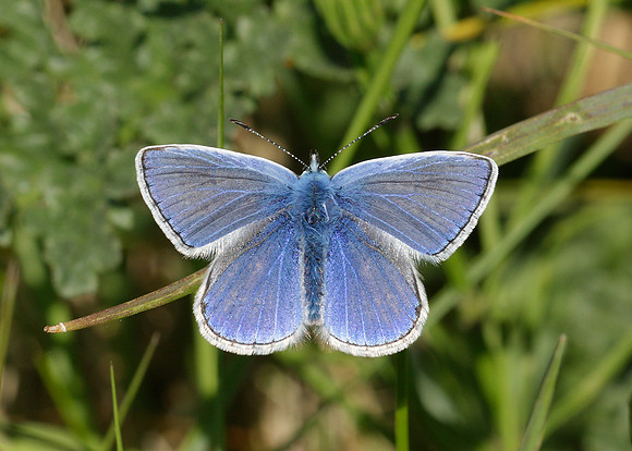 Common Blue Polyommatus icarus