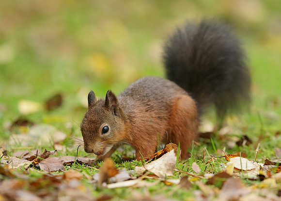 Red Squirrel Sciurus vulgaris