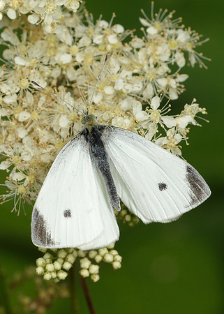 Small White Pieris rapae