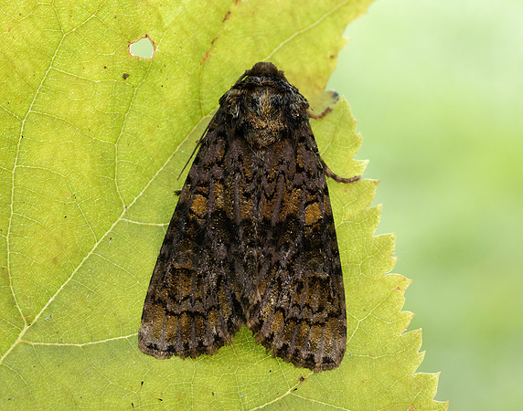 73.047 BF2291 Coronet Craniophora ligustri