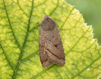 73.189 BF2263 Red-line Quaker Agrochola lota
