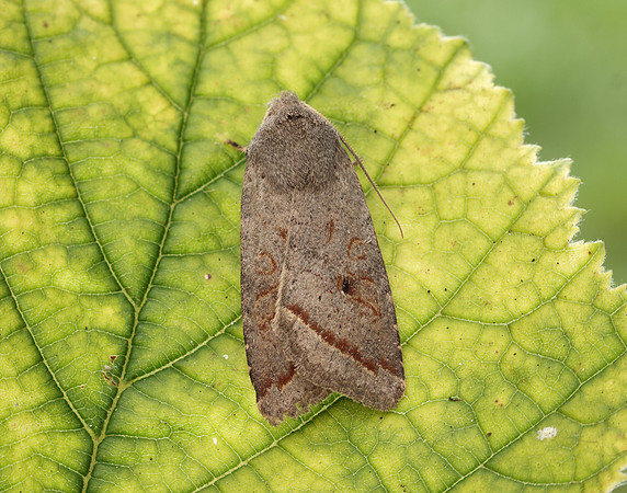 73.189 BF2263 Red-line Quaker Agrochola lota