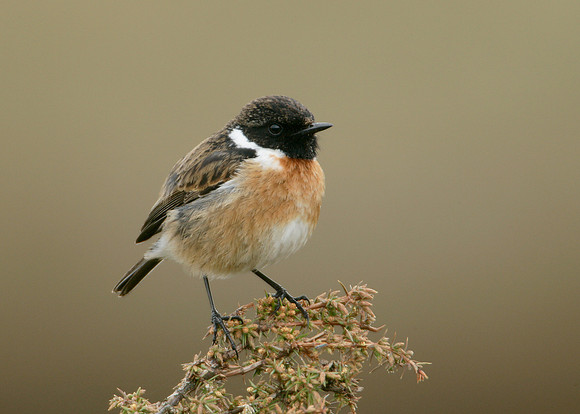 Stonechat Saxicola torquatus
