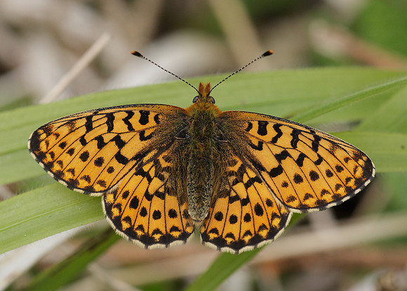 Pearl-Bordered Fritillary Boloria euphrosyne