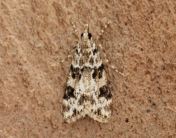 63.072 BF1343 Eudonia delunella