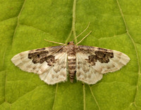 70.004 BF1699 Least Carpet Idaea rusticata