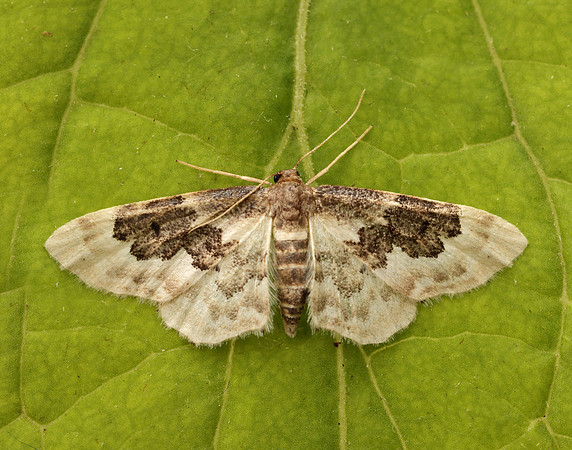 70.004 BF1699 Least Carpet Idaea rusticata