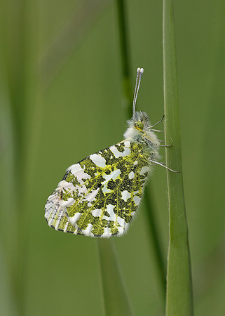 Orange-tip Anthocharis cardamines