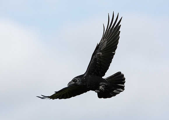 Raven Corvus corax