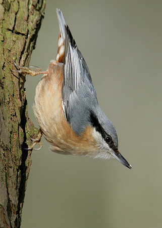 Nuthatch Sitta europaea
