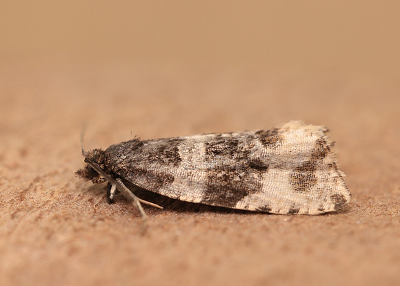 49.154 BF1087 Orthotaenia undulana