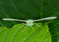 Large Emerald Geometra papilionaria