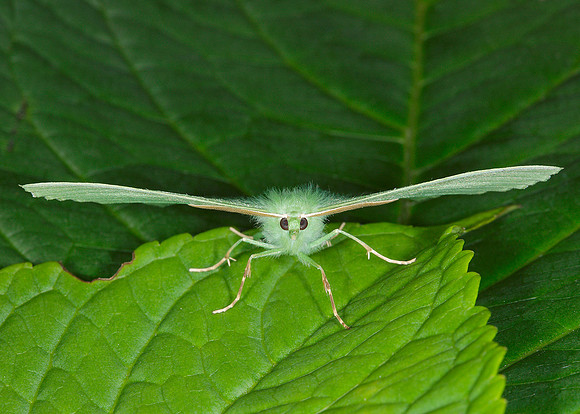 Large Emerald Geometra papilionaria