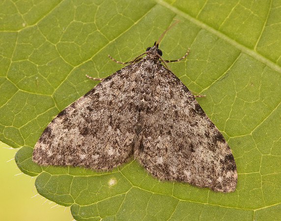 70.102 BF1753 Striped Twin-spot Carpet Coenotephria salicata