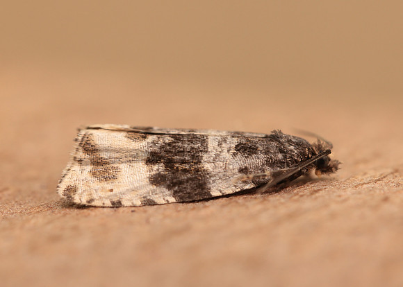 49.154 BF1087 Orthotaenia undulana