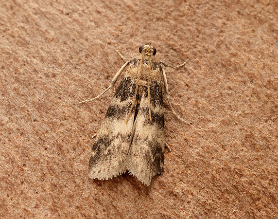 62.048 BF1470 Euzophera pinguis