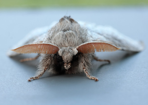 72.015 BF2028 Pale Tussock Calliteara pudibunda