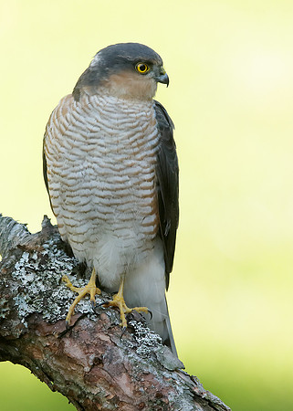 Sparrowhawk Accipiter nisus