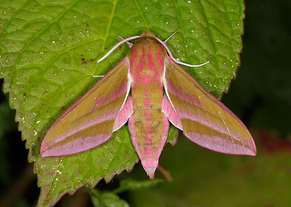 69.016 BF1991 Elephant Hawk-moth Deilephila elpenor
