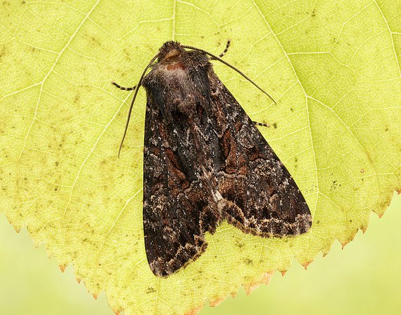 73.238 BF2250 Dark Brocade Mniotype adusta