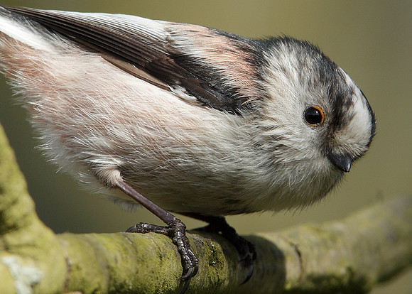 Long-tailed Tit Aegithalos caudatus