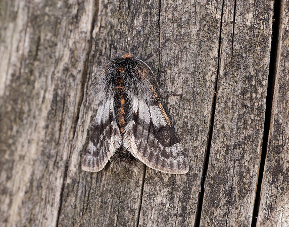 70.249 BF1929 Rannoch Brindled Beauty Lycia lapponaria